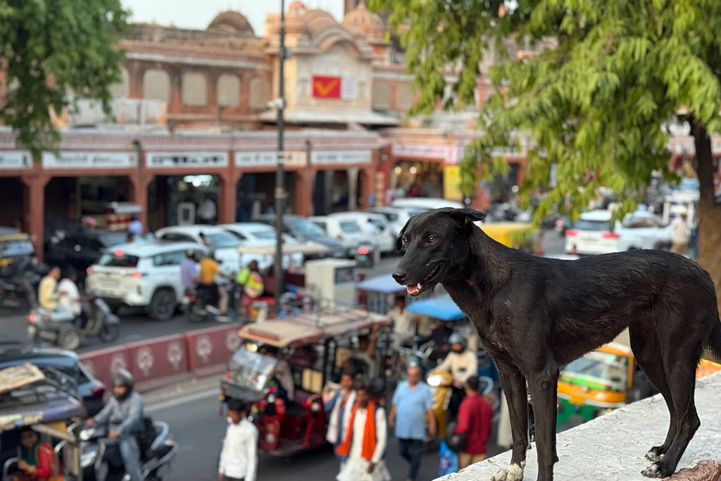 Watching Road Trafic